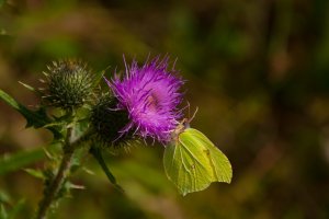 Distel-1-von-1