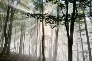 1-Tina-HöflingSonnenstrahlen-im-Nebelwald