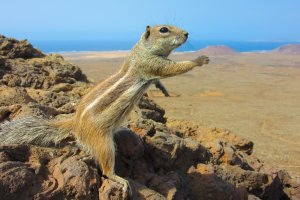 4-Katja-SchmittBlick-vom-Calderon-HondoAtlashörnchen-auf-dem-Vulkan-Fuerteventura